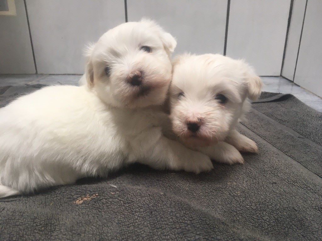 Domaine Vallee De L'Etournay - Coton de Tulear - Portée née le 26/03/2017