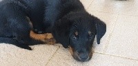CHIOT