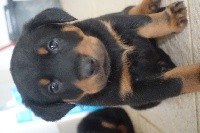 CHIOT