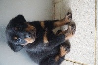 CHIOT