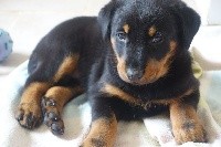 CHIOT