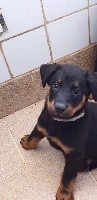 CHIOT