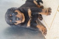 CHIOT